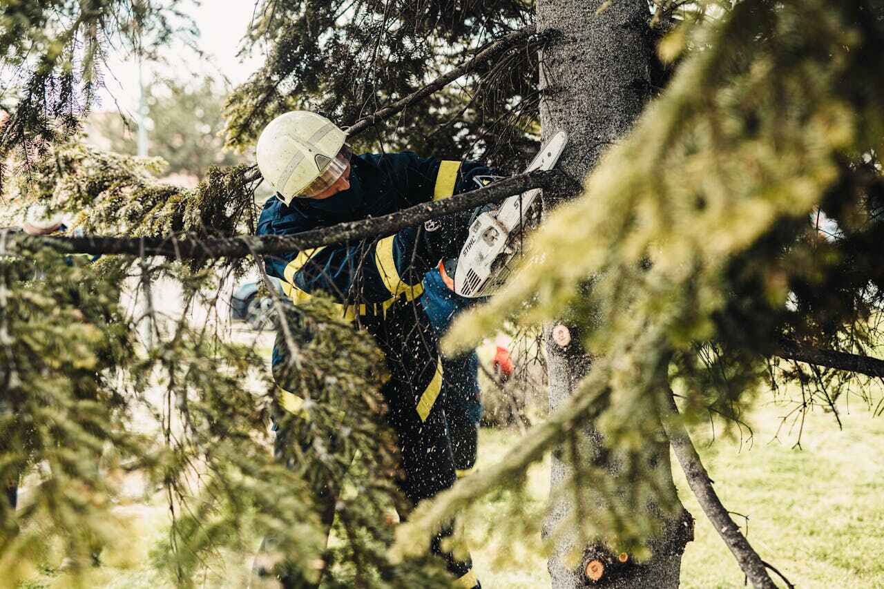 The Steps Involved in Our Tree Care Process in Searles Valley, CA